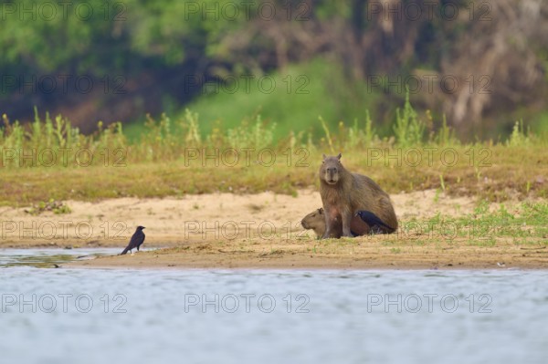 A bird leaps from the back of a walking capybara in the wild, Capybara, capybara (Hydrochoerus hydrochaeris), giant cowbird (Molothrus oryzivorus), Rio Negro, Pantanal, UNESCO Biosphere Reserve, Mato Grosso, Brazil