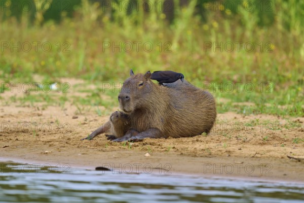 Capybara with bird on the bank, in a relaxed atmosphere, Capybara, capybara (Hydrochoerus hydrochaeris), giant cowbird (Molothrus oryzivorus), Rio Negro, Pantanal, UNESCO Biosphere Reserve, Mato Grosso, Brazil