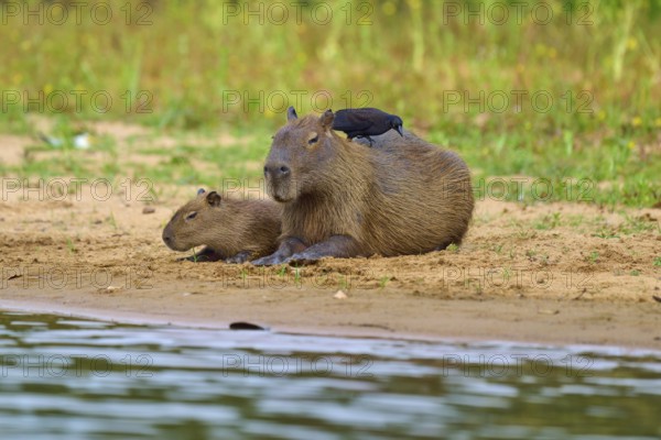 Two capybaras resting on the bank, bird sitting on one of them, capybara, capybara (Hydrochoerus hydrochaeris), giant cowbird (Molothrus oryzivorus), Rio Negro, Pantanal, UNESCO Biosphere Reserve, Mato Grosso, Brazil