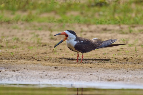 A bird with an open beak stands on a sandy bank with a relaxed atmosphere, Black-mantled Scissorbill (Rynchops niger), Rio Negro, Pantanal, UNESCO Biosphere Reserve, Mato Grosso, Brazil