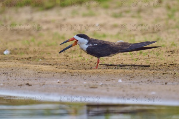 A bird with open beak standing on sandy soil on the bank in a natural environment, Black-mantled Scissorbill (Rynchops niger), Rio Negro, Pantanal, UNESCO Biosphere Reserve, Mato Grosso, Brazil