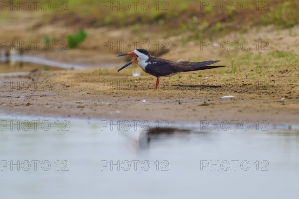 A bird with its beak wide open stands relaxed on the bank of a body of water, Black-mantled Scissorbill (Rynchops niger), Rio Negro, Pantanal, UNESCO Biosphere Reserve, Mato Grosso, Brazil