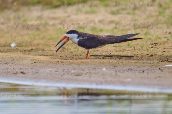 A bird with an open beak stands on the bank of a body of water in a tranquil scene, Black-mantled Scissorbill (Rynchops niger), Rio Negro, Pantanal, UNESCO Biosphere Reserve, Mato Grosso, Brazil