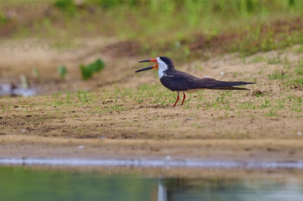 A bird with an open beak stands on a sandy bank in a natural environment, Black-mantled Scissorbill (Rynchops niger), Rio Negro, Pantanal, UNESCO Biosphere Reserve, Mato Grosso, Brazil