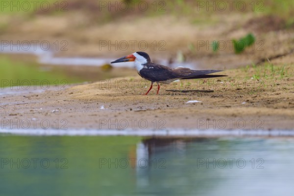 A bird rests on the bank of a body of water, surrounded by calming nature, Black-mantled Skimmer (Rynchops niger), Rio Negro, Pantanal, UNESCO Biosphere Reserve, Mato Grosso, Brazil