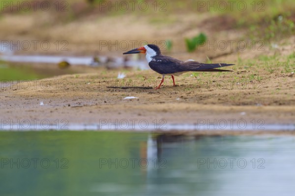 A bird stands on the bank of a body of water, with a calm atmosphere and natural background, Black-mantled Skimmer (Rynchops niger), Rio Negro, Pantanal, UNESCO Biosphere Reserve, Mato Grosso, Brazil