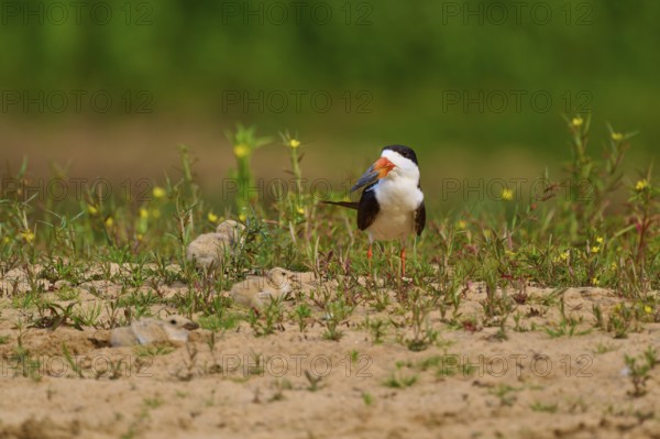 Bird with two chicks on sandy ground with plants, bird standing and looking to the side, Black-mantled Scissorbill (Rynchops niger), Rio Negro, Pantanal, UNESCO Biosphere Reserve, Mato Grosso, Brazil