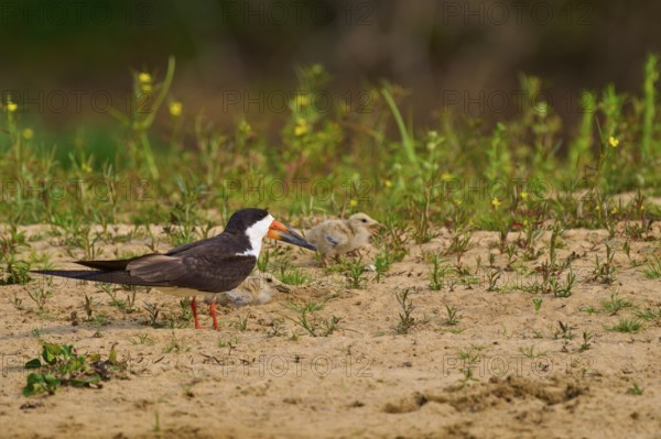 Black bird with two chicks on sandy ground, surrounded by plants, Black-mantled Scissorbill (Rynchops niger), Rio Negro, Pantanal, UNESCO Biosphere Reserve, Mato Grosso, Brazil