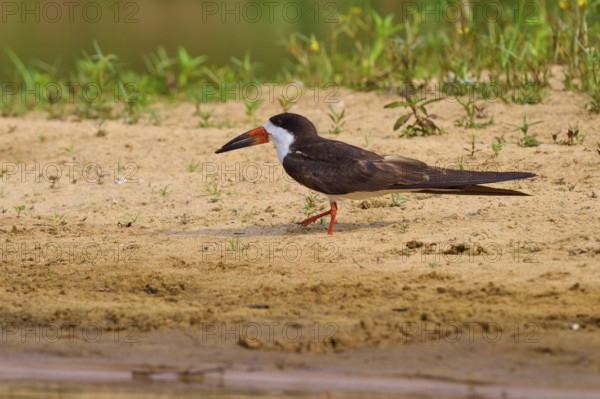 Bird walking along the sandy shore with water and green plants, black-mantled cranesbill (Rynchops niger), Rio Negro, Pantanal, UNESCO Biosphere Reserve, Mato Grosso, Brazil