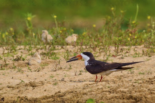 Bird observing chicks on sandy ground, green plants in the background, black-mantled cranesbill (Rynchops niger), Rio Negro, Pantanal, UNESCO Biosphere Reserve, Mato Grosso, Brazil
