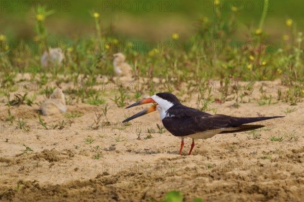 Bird with chicks on sandy soil, surrounded by plants in a natural environment, black-mantled scissorbill (Rynchops niger), Rio Negro, Pantanal, UNESCO Biosphere Reserve, Mato Grosso, Brazil