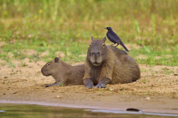 Two Capybaras sitting on the riverbank with a bird, relaxed atmosphere, Capybara, capybara (Hydrochoerus hydrochaeris), giant cowbird (Molothrus oryzivorus), Rio Negro, Pantanal, UNESCO Biosphere Reserve, Mato Grosso, Brazil
