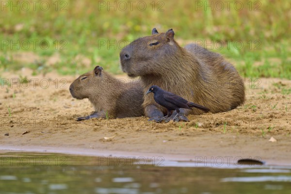 Two capybaras with a small bird close together on the bank, Capybara, capybara (Hydrochoerus hydrochaeris), giant cowbird (Molothrus oryzivorus), Rio Negro, Pantanal, UNESCO Biosphere Reserve, Mato Grosso, Brazil