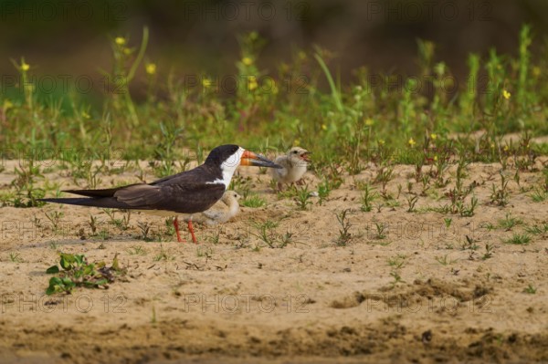 Bird feeding chicks on sandy soil with plants and natural background, Black-mantled Skimmer (Rynchops niger), Rio Negro, Pantanal, UNESCO Biosphere Reserve, Mato Grosso, Brazil