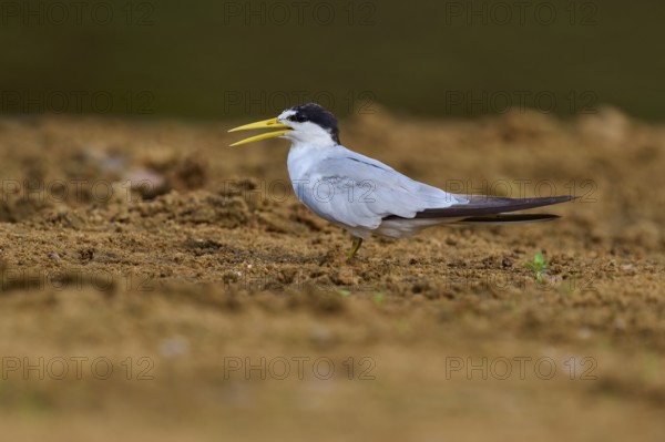 Lateral view of a tern on sandy ground with open beak, large-billed tern (Phaetusa simplex), Rio Negro, Pantanal, UNESCO Biosphere Reserve, Mato Grosso, Brazil