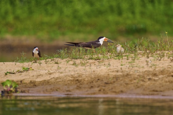 Birds with chicks on a sandy bank with plants in the background, a tranquil river landscape, Black-mantled Skimmer (Rynchops niger), Rio Negro, Pantanal, UNESCO Biosphere Reserve, Mato Grosso, Brazil