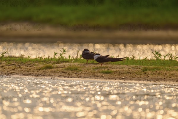 Pair of birds on the shore, glittering water reflections and green background vegetation, black-mantled cranesbill (Rynchops niger), Rio Negro, Pantanal, UNESCO Biosphere Reserve, Mato Grosso, Brazil