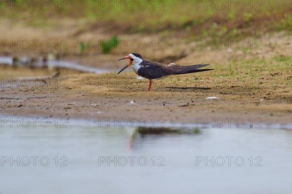 A bird with an open beak on a sandy bank in a natural environment, Black-mantled Scissorbill (Rynchops niger), Rio Negro, Pantanal, UNESCO Biosphere Reserve, Mato Grosso, Brazil