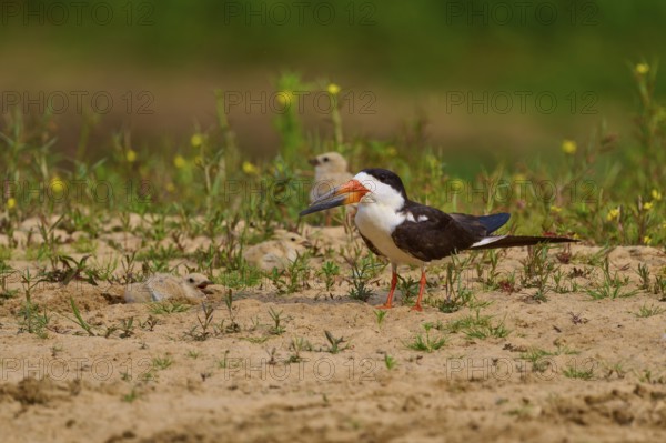 Bird with orange beak on sandy ground, chick in the background, Black-mantled Scissorbill (Rynchops niger), Rio Negro, Pantanal, UNESCO Biosphere Reserve, Mato Grosso, Brazil