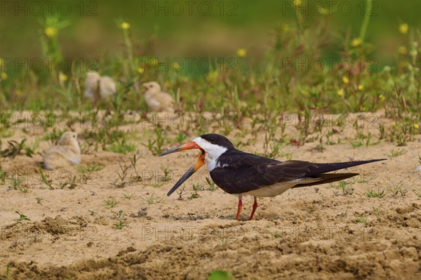Bird with open beak, chicks in the background and dense vegetation, black-mantled scissorbill (Rynchops niger), Rio Negro, Pantanal, UNESCO Biosphere Reserve, Mato Grosso, Brazil