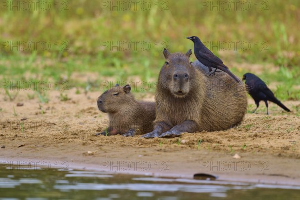 Two capybaras on the bank with a bird on their backs, relaxed atmosphere, capybara, capybara (Hydrochoerus hydrochaeris), giant cowbird (Molothrus oryzivorus), Rio Negro, Pantanal, UNESCO Biosphere Reserve, Mato Grosso, Brazil