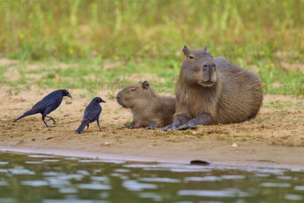 Capybara family with two birds on the riverbank, peaceful scene in nature, Capybara, capybara (Hydrochoerus hydrochaeris), giant cowbird (Molothrus oryzivorus), Rio Negro, Pantanal, UNESCO Biosphere Reserve, Mato Grosso, Brazil
