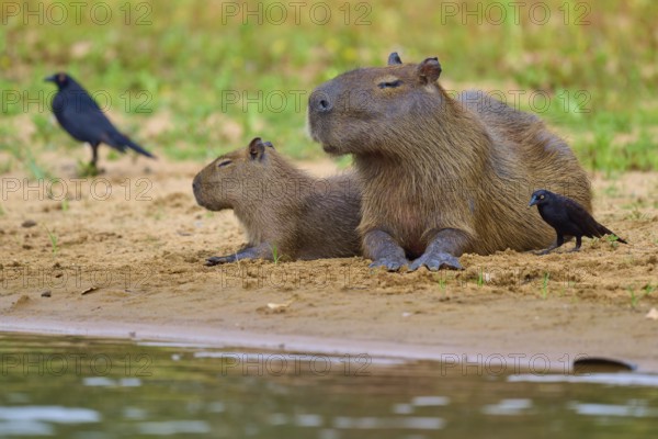 Two capybaras and birds on the riverbank in a relaxed natural environment, capybara, capybara (Hydrochoerus hydrochaeris), giant cowbird (Molothrus oryzivorus), Rio Negro, Pantanal, UNESCO Biosphere Reserve, Mato Grosso, Brazil
