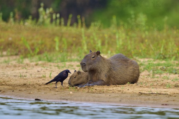 Capybara family on the bank with a bird, surrounded by green flora, Capybara, capybara (Hydrochoerus hydrochaeris), giant cowbird (Molothrus oryzivorus), Rio Negro, Pantanal, UNESCO Biosphere Reserve, Mato Grosso, Brazil
