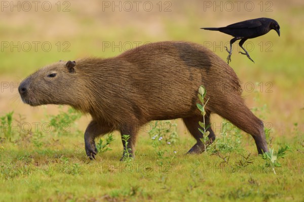 A capybara and bird at the water's edge in peaceful nature, Capybara, capybara (Hydrochoerus hydrochaeris), giant cowbird (Molothrus oryzivorus), Rio Negro, Pantanal, UNESCO Biosphere Reserve, Mato Grosso, Brazil