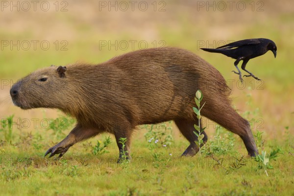 A capybara with a bird on a sandy bank in a natural setting, Capybara, capybara (Hydrochoerus hydrochaeris), giant cowbird (Molothrus oryzivorus), Rio Negro, Pantanal, UNESCO Biosphere Reserve, Mato Grosso, Brazil