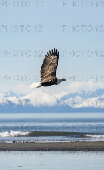 Bald eagle (Haliaeetus leucocephalus) in flight, Anchor Point at Cook Inlet, white mountain peaks of the Aleutian chain in the background, Anchor River State Recreation Area, Alaska, USA
