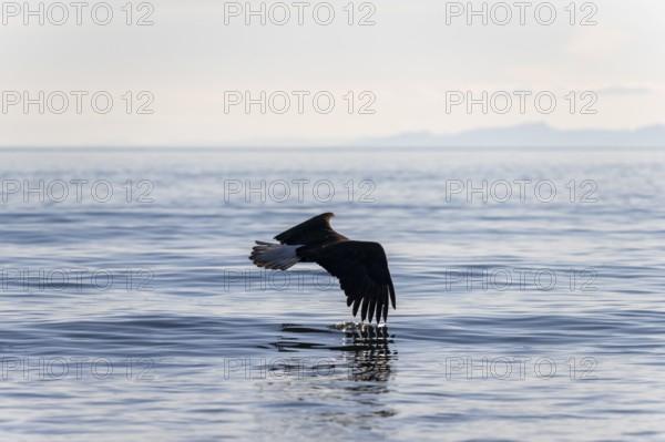Bald eagle (Haliaeetus leucocephalus) in flight over the sea, Anchor Point at Cook Inlet, Anchor River State Recreation Area, Alaska, USA