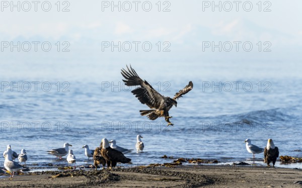 Bald eagle (Haliaeetus leucocephalus) landing on the beach next to gulls and eagles, Anchor Point at Cook Inlet, white mountain peaks of the Aleutian chain in the background, Anchor River State Recreation Area, Alaska, USA