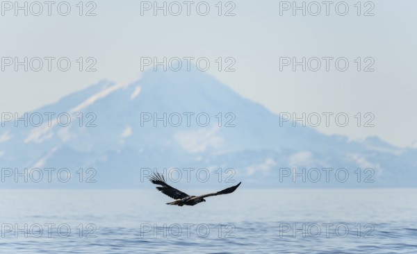Bald eagle (Haliaeetus leucocephalus) in flight, Anchor Point at Cook Inlet, snow-covered mountain peaks of the Aleutian chain with Mount Redoubt in the background, Anchor River State Recreation Area, Alaska, USA