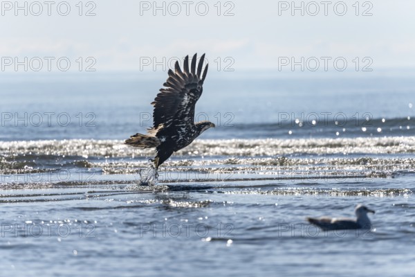 Bald eagle (Haliaeetus leucocephalus) taking off over the sea, Anchor Point at Cook Inlet, Anchor River State Recreation Area, Alaska, USA