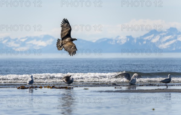 Bald eagle (Haliaeetus leucocephalus) in flight, Anchor Point at Cook Inlet, white mountain peaks of the Aleutian chain in the background, Anchor River State Recreation Area, Alaska, USA