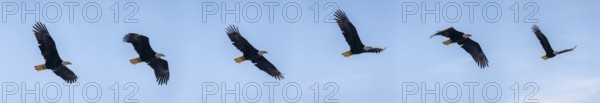 Bald eagle (Haliaeetus leucocephalus) in flight, photomontage with flight phases, Anchor Point at Cook Inlet, Anchor River State Recreation Area, Alaska, USA