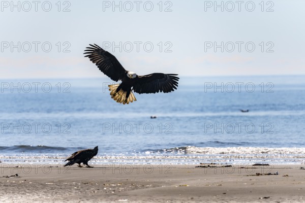 Bald eagle (Haliaeetus leucocephalus) landing next to another eagle on the beach, Anchor Point at Cook Inlet, Anchor River State Recreation Area, Alaska, USA