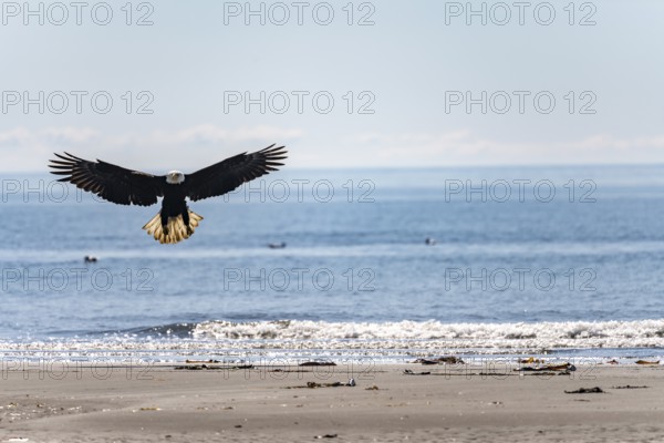 Bald eagle (Haliaeetus leucocephalus) landing on the beach, Anchor Point at Cook Inlet, Anchor River State Recreation Area, Alaska, USA