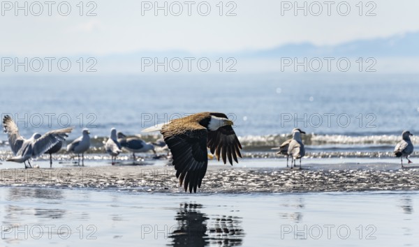 Bald eagle (Haliaeetus leucocephalus) in flight at the edge, Anchor Point at Cook Inlet, Anchor River State Recreation Area, Alaska, USA