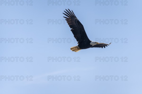 Bald eagle (Haliaeetus leucocephalus) in flight, Anchor Point at Cook Inlet, Anchor River State Recreation Area, Alaska, USA