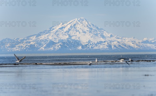 Bald eagle (Haliaeetus leucocephalus) sitting on the beach, Anchor Point at Cook Inlet, behind glaciated mountain peaks of the Aleutian chain with summit Mount Redoubt, Anchor River State Recreation Area, Alaska, USA