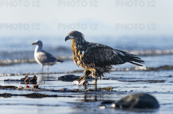 Bald eagle (Haliaeetus leucocephalus) on the beach with prey, Anchor Point, Cook Inlet, Anchor River State Recreation Area, Alaska, USA