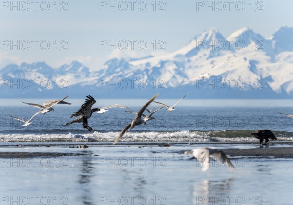 Bald eagle (Haliaeetus leucocephalus) landing on the beach among seagulls, Anchor Point, Cook Inlet, glaciated peaks of the Aleutian chain with summit Mount Iliamna, Anchor River State Recreation Area, Alaska, USA