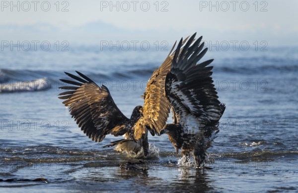 Two bald eagles (Haliaeetus leucocephalus) fighting on the beach in the ocean, Anchor Point, Cook Inlet, Anchor River State Recreation Area, Alaska, USA