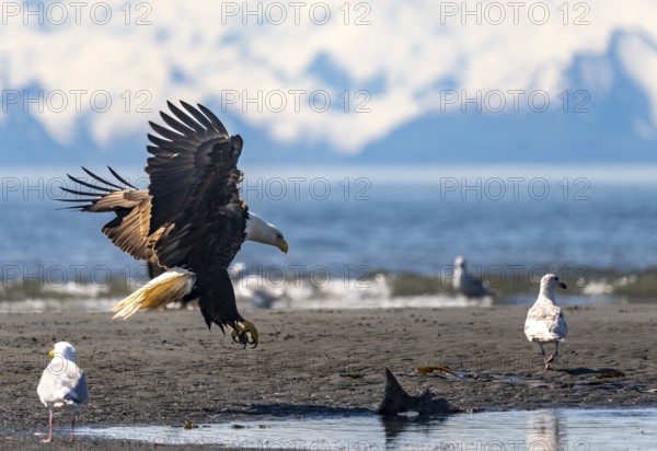 Bald eagle (Haliaeetus leucocephalus) landing on the beach with prey, Anchor Point at Cook Inlet, Anchor River State Recreation Area, Alaska, USA