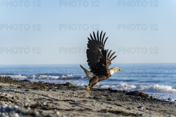 Bald eagle (Haliaeetus leucocephalus) taking off from the beach, Anchor Point, Cook Inlet, Anchor River State Recreation Area, Alaska, USA