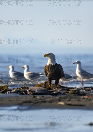 Bald eagle (Haliaeetus leucocephalus) sitting on the beach among gulls, Anchor Point, Cook Inlet, Anchor River State Recreation Area, Alaska, USA