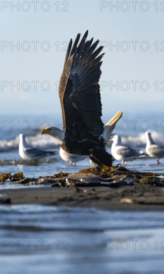 Bald eagle (Haliaeetus leucocephalus) on take-off, Anchor Point, Cook Inlet, Anchor River State Recreation Area, Alaska, USA