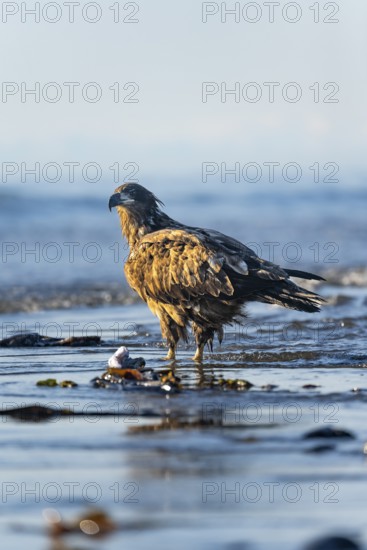 Bald eagle (Haliaeetus leucocephalus) on the beach, Anchor Point, Cook Inlet, Anchor River State Recreation Area, Alaska, USA